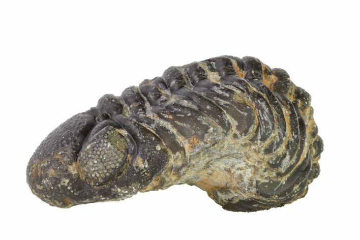 Wide, Partially Enrolled Austerops Trilobite - Morocco #156989